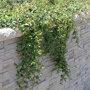 Cotoneaster dammeri / dwergmispel